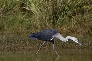 White-necked Heron non-beeding plumage White-necked Herons are often solitary and inhabit inland wetlands, pools in dry rivers and shallow lakes across much of Australia