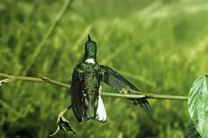 White Necked Prints: White-necked Jacobin Hummingbird