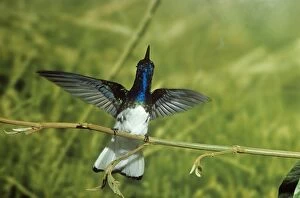 Images Dated 22nd September 2008: White-necked Jacobin Hummingbird South Mexico to Amazonas Brazil