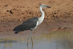 White-necked / Pacific Heron - at drying pool