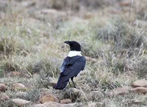 Raven Prints: White-necked Raven. Mountain Zebra National Park, Eastern Cape, South Africa