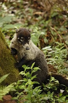 Images Dated 12th June 2008: White-nosed Coati, Costa Rica