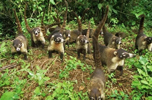 White-nosed Coati - troop walking with tails up in air