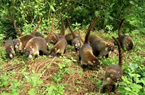 Central America Prints: White-nosed Coatimundi - group Costa Rica