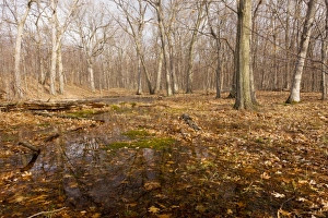 Images Dated 3rd December 2010: White Oak and Northern Red Oak woodland in Peebles Island State Park, Albany, New York