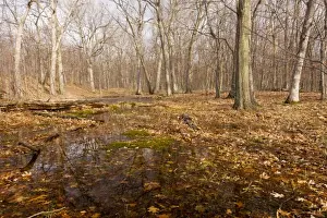 White Oak and Northern Red Oak woodland in Peebles Island State Park, Albany, New York