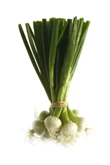 Vegetable Prints: White Onion