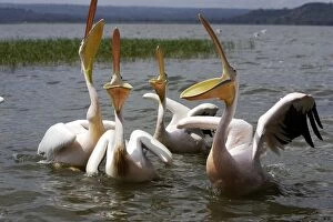 Images Dated 11th August 2006: White Pelican Awassa Ethiopia