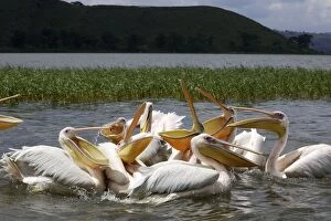 Images Dated 11th August 2006: White Pelican Awassa Ethiopia