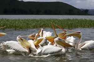 White Pelican Awassa Ethiopia