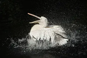 White Pelican - bird bathing in lake, Emmen, Holland