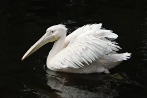 White Pelican - bird displaying its plumage on lake, Emmen, Holland