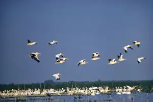 Deltas Prints: White Pelican Danube Delta Europe