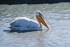 Images Dated 15th April 2005: White Pelican - fishing Etosha National Park, Namibia, Africa
