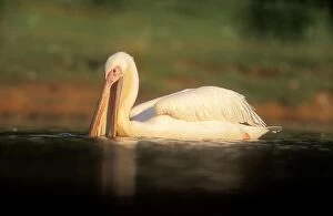 Images Dated 18th January 2005: White Pelican Fishing. KwaZulu-natal. South Africa