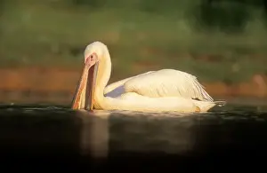 Split Level Prints: White Pelican Fishing. KwaZulu-natal. South Africa