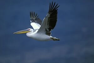 Images Dated 14th September 2004: White Pelican In flight