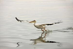 Images Dated 27th March 2000: White Pelican - in flight landing on water. Namibia - Africa