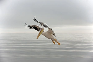 Images Dated 27th March 2000: White Pelican - in flight. Namibia - Africa