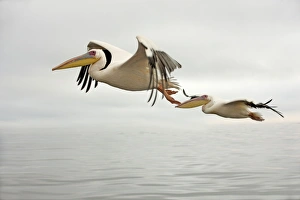 Images Dated 27th March 2000: White Pelican - in flight. Namibia - Africa