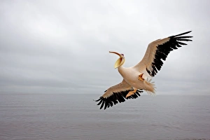 Images Dated 27th March 2000: White Pelican - in flight. Namibia - Africa