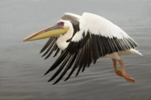 Images Dated 27th March 2000: White Pelican - in flight. Namibia - Africa