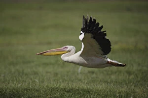 White Pelican, Pelecanus onocrotalus, in