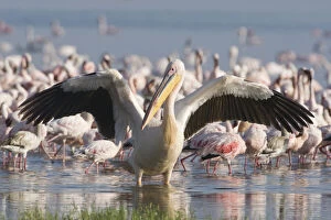 Minor Gallery: A White Pelican stretches its wings in front