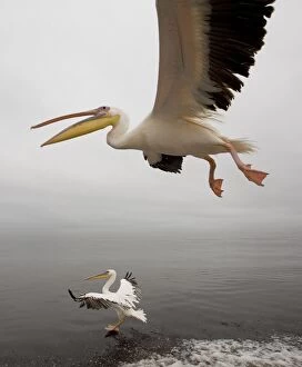 Images Dated 27th March 2000: White Pelicans - in flight. Namibia - Africa