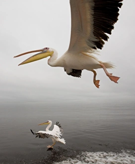 Images Dated 27th March 2000: White Pelicans - in flight. Namibia - Africa