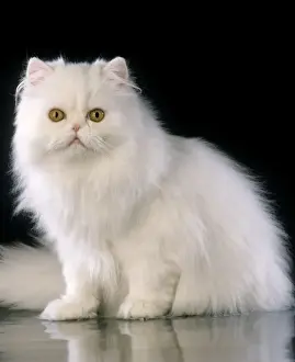 Furry Prints: White Persian Cat - sitting