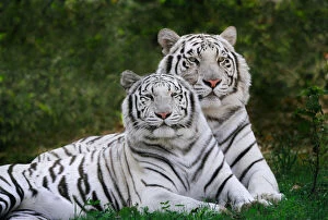 White phase, Bengal Tiger, Tigris White phase, Bengal