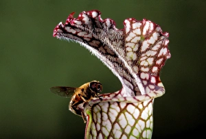 White Pitcher Plant - a dipterous comes near the slippery edge attracted by the sap of the plant White Pitcher Plant - a dipterous comes near the slippery edge attracted by the sap of the plant