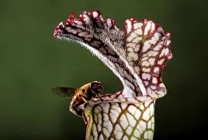 Pitcher Plants Prints: White Pitcher Plant - A dipterous comes near the slippery edge attracted by the sap of the plant