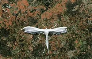 White Plume Moth Southern Essex, UK