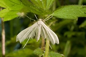 Moth Collection: White Plume Moth. UK