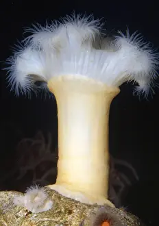 White-plumed Anemone Alaska to California