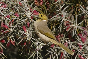 Images Dated 2nd August 2003: White-plumed Honeyeater Feeding on Native Fuchsia Eremophila latrobei Urban garden, Alice Springs