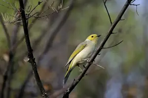 White-plumed Honeyeater Uluru National Park Northern Territory, Australia