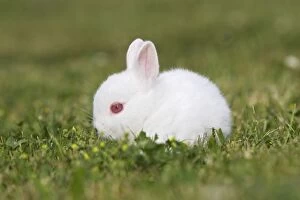 Small Pets Collection: White Polish rabbit with red eyes - baby