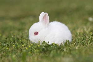 Small Pets Collection: White Polish rabbit with red eyes - baby