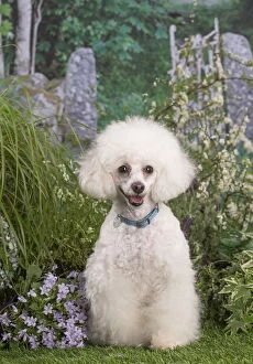 Collars Gallery: White Poodle dog outdoors in the garden