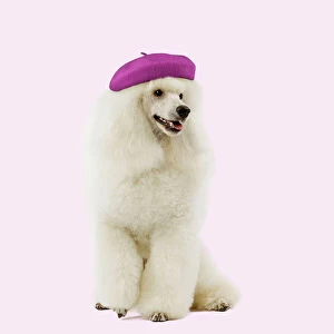 Digital Gallery: White Poodle Dog wearing french beret hat Digital