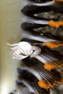Claw Gallery: White Porcelain Crab on sea pen