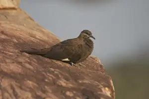 White-Quilled Rock-Pigeon Australian endemic confined to the extreme northeast of Western Australia. Restricted habitat includes rugged sandstone escarpment country. Also gullies and gorges with pockets of forest