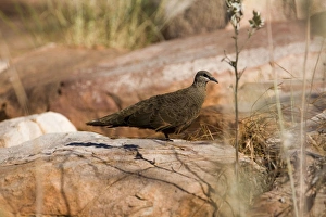 Images Dated 28th July 2006: White-quilled Rock-Pigeon White-quilled Rock-Pigeons are restricted to the Kimberley