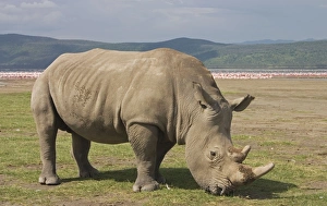 Images Dated 5th August 2007: White Rhino grazing with flamingos in background Lake Nakuru National Park Kenya