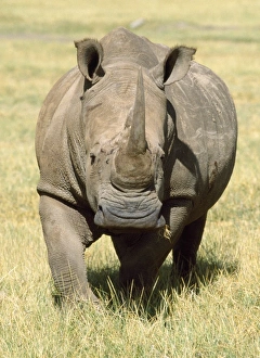 Images Dated 28th June 2007: White Rhinoceros