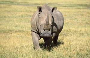 Images Dated 27th June 2007: White Rhinoceros