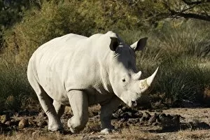 Images Dated 1st December 2006: White Rhinoceros